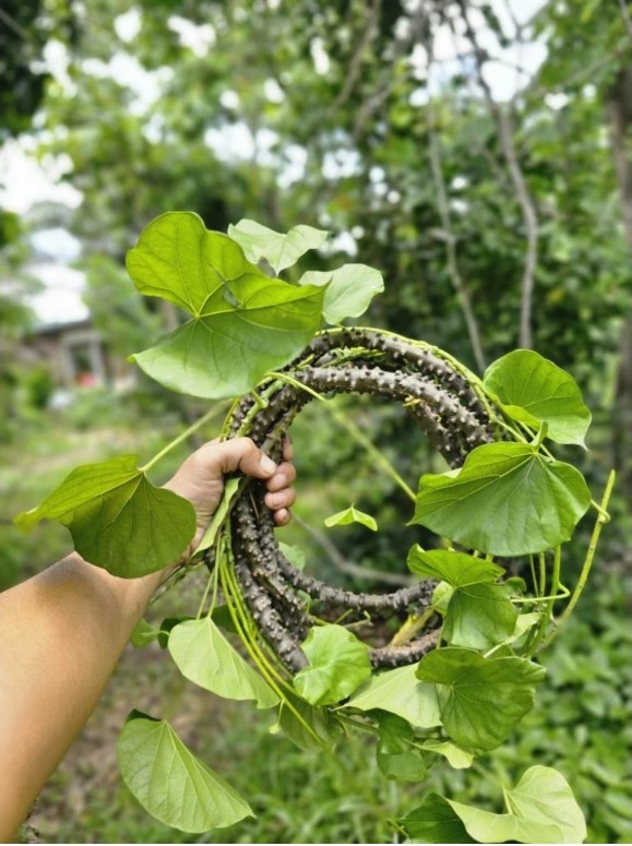 บอระเพ็ดตัดสด