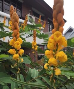 ต้นชุมเห็ดเทศ